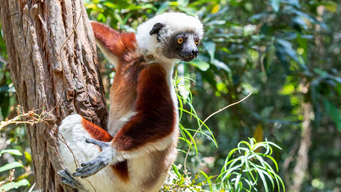 Coquerel’s Sifaka Lemur, Madagascar